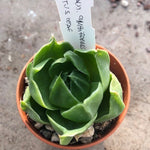 Haworthia Cymbiformis Lotus leaf