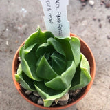 Haworthia Cymbiformis Lotus leaf
