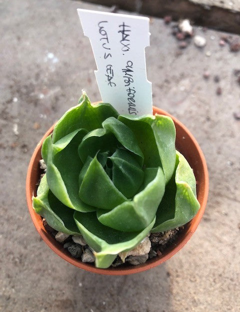 Haworthia Cymbiformis Lotus leaf