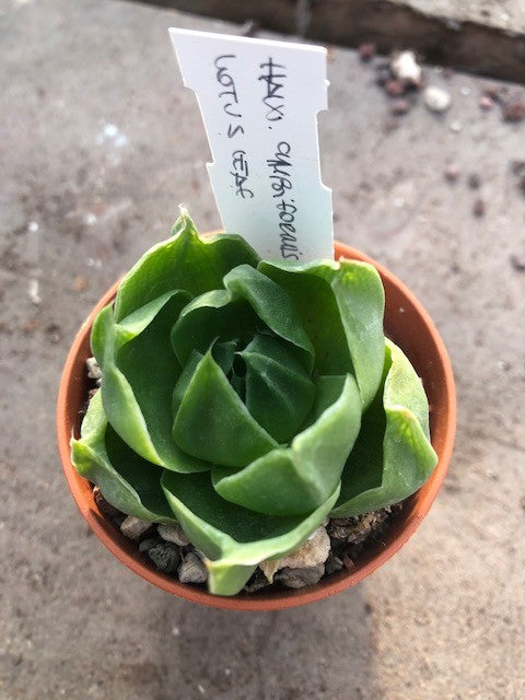 Haworthia Cymbiformis Lotus leaf