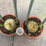 Bowiea volubilis (Namaqualand, RSA)