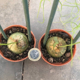 Bowiea volubilis (Namaqualand, RSA)
