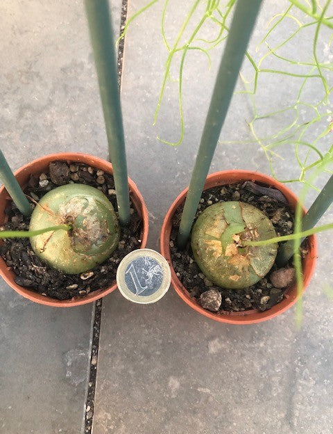 Bowiea volubilis (Namaqualand, RSA)
