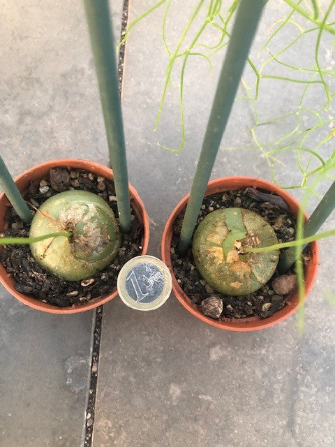 Bowiea volubilis (Namaqualand, RSA)
