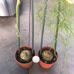 Bowiea volubilis (Namaqualand, RSA)