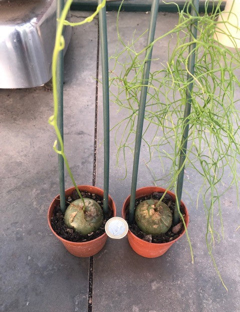 Bowiea volubilis (Namaqualand, RSA)