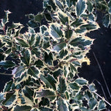 Ilex aquifolium Argenteomarginata