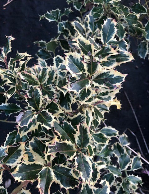 Ilex aquifolium Argenteomarginata