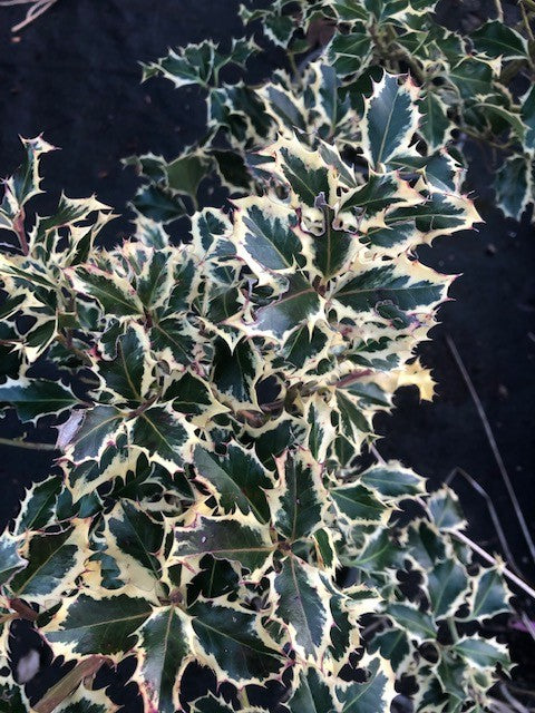 Ilex aquifolium Argenteomarginata