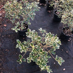 Ilex aquifolium Argenteomarginata