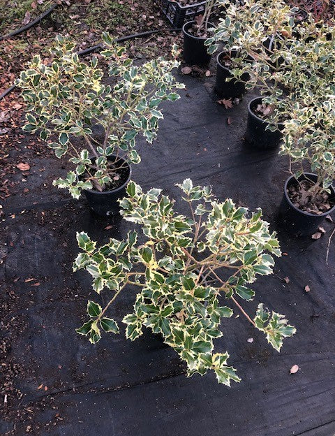 Ilex aquifolium Argenteomarginata