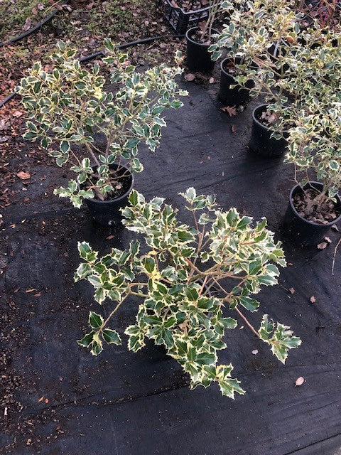 Ilex aquifolium Argenteomarginata