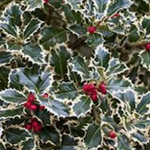 Ilex aquifolium Argenteomarginata