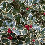 Ilex aquifolium Argenteomarginata