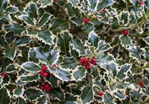 Ilex aquifolium Argenteomarginata