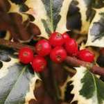 Ilex aquifolium Argenteomarginata