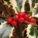 Ilex aquifolium Argenteomarginata