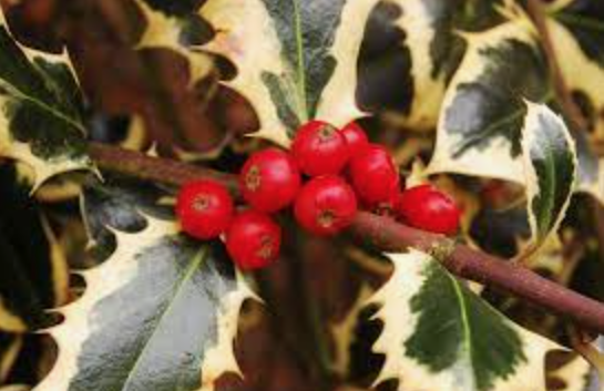Ilex aquifolium Argenteomarginata