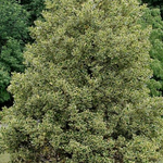 Ilex aquifolium Argenteomarginata