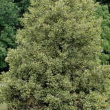 Ilex aquifolium Argenteomarginata