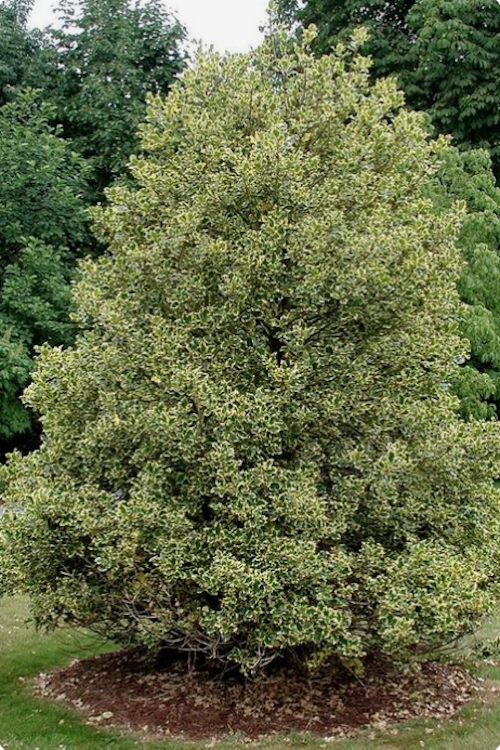 Ilex aquifolium Argenteomarginata