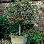 Ilex aquifolium Argenteomarginata