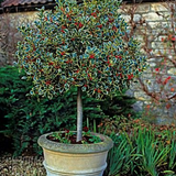 Ilex aquifolium Argenteomarginata