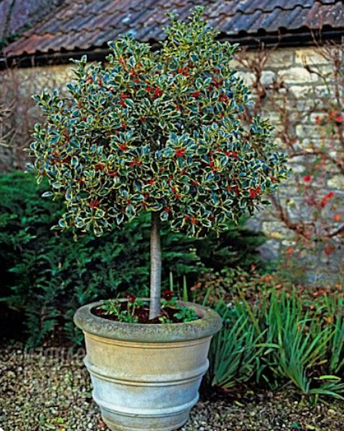 Ilex aquifolium Argenteomarginata