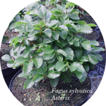 Fagus Sylvatica Asterix vaso 15 adatto per bonsai