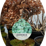 Fagus Sylvatica Asterix vaso 15 adatto per bonsai