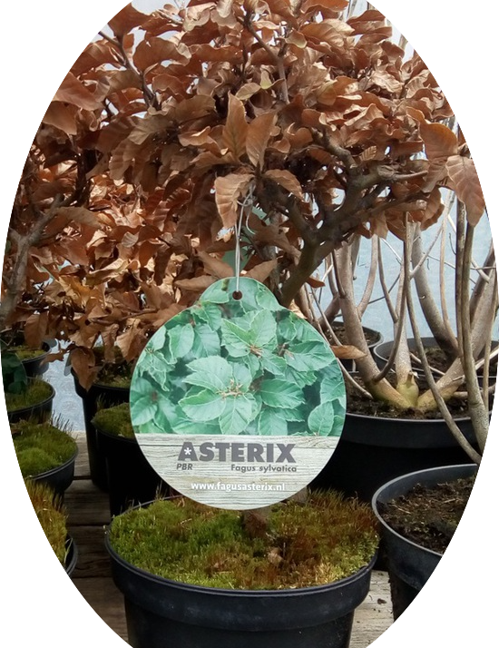 Fagus Sylvatica Asterix vaso 15 adatto per bonsai