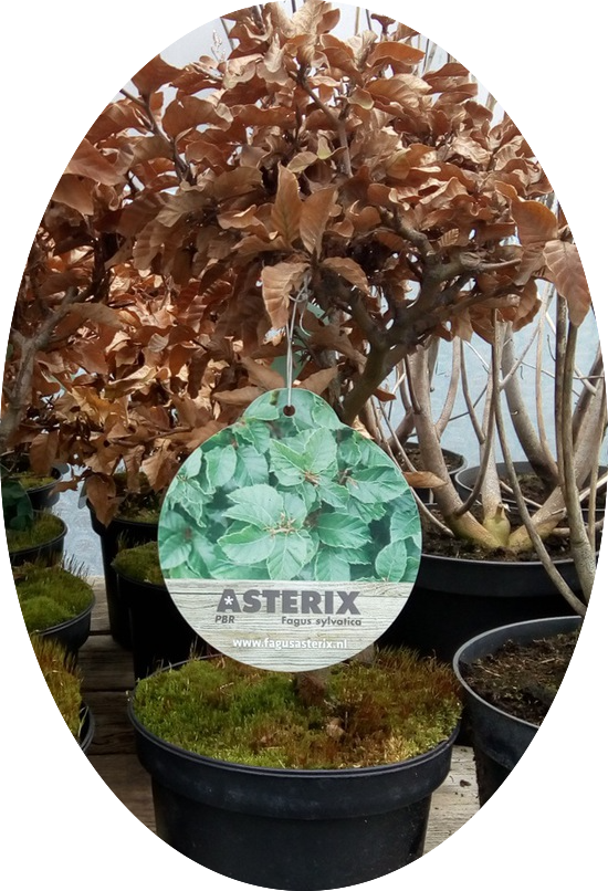 Fagus Sylvatica Asterix vaso 15 adatto per bonsai