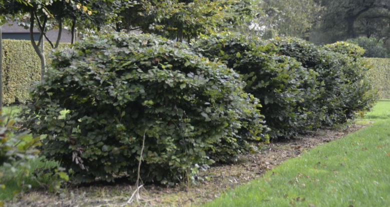 Fagus Sylvatica Asterix vaso 15 adatto per bonsai