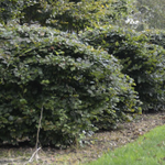 Fagus Sylvatica Asterix vaso 15 adatto per bonsai