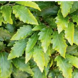 Fagus sylvatica Sandrode vaso 15