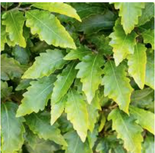 Fagus sylvatica Sandrode vaso 15