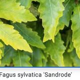 Fagus sylvatica Sandrode vaso 15