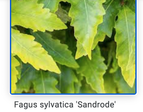 Fagus sylvatica Sandrode vaso 15