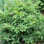 Fagus sylvatica Sandrode vaso 15