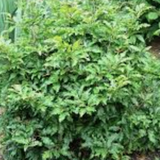 Fagus sylvatica Sandrode vaso 15