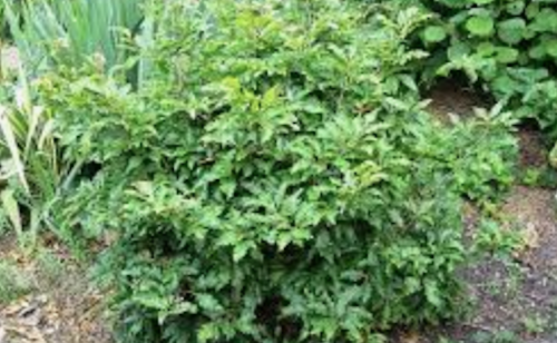 Fagus sylvatica Sandrode vaso 15