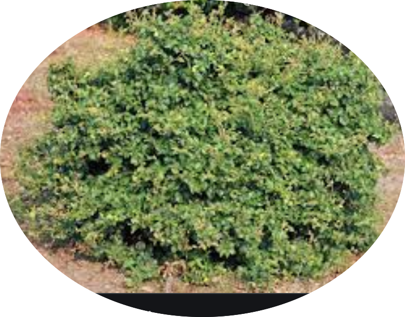 Fagus sylvatica Sandrode vaso 15