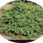 Fagus sylvatica Sandrode vaso 15