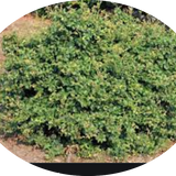 Fagus sylvatica Sandrode vaso 15