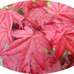 Acer Palmatum Deshojo