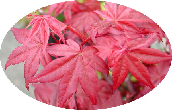 Acer Palmatum Deshojo