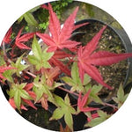 Acer Palmatum Deshojo