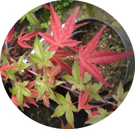 Acer Palmatum Deshojo
