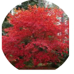 Acer Palmatum Deshojo vaso 15