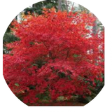 Acer Palmatum Deshojo vaso 15